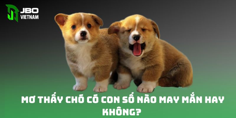 Mơ thấy chó có những con số nào để thử vận may hay không 